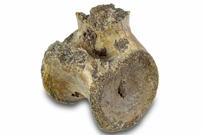 Triassic Fossil Phytosaur Caudal Vertebra - Texas #315721